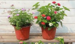 缅北投资者爆料视频最新,投资者爆料视频曝光惊人内幕